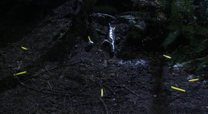 SGA 2x03 Weapon bug 02.png