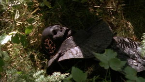 Kheb Jaffaleiche.png