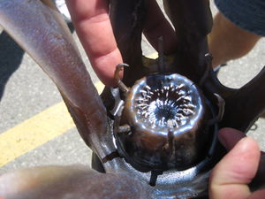 Sgu 1x08 lebewesen backstage01.jpg