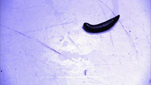 Wurm (SG1 10x05) Tarnfeld.jpg