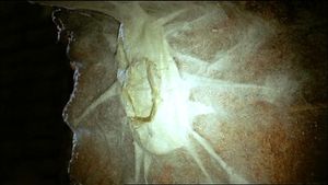 Wesen (5x08) Kokon.jpg